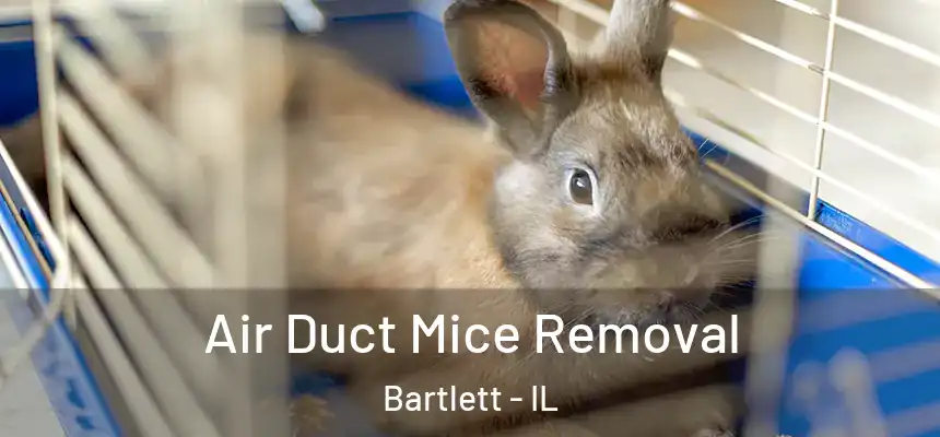  Air Duct Mice Removal Bartlett - IL